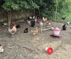 Fertilised eggs - 4