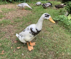 Pair of Indian Runner drakes