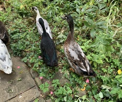 Pair of Indian Runner drakes - 3