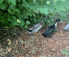 Pair of Indian Runner drakes - 4