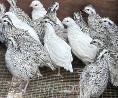 2026 Bobwhite quail