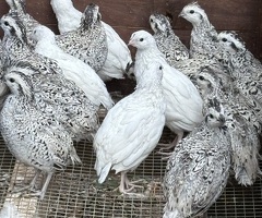2026 Bobwhite quail - 2