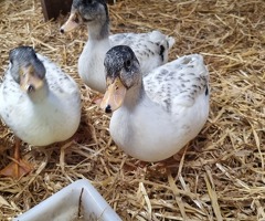 Silver Call Ducklings