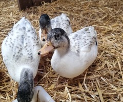 Silver Call Ducklings - 2