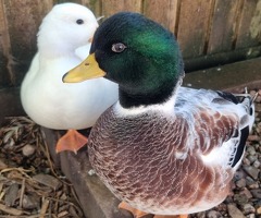 Silver Call Ducklings - 3