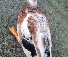 Silver Call Ducklings - 4