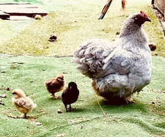 Lavender bantam and three silkie bantam chicks