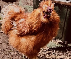 Silkie cockerel 18 months old