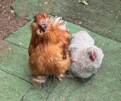 Silkie cockerel 18 months old - 2