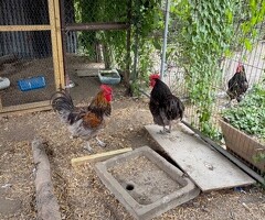 Jersey Giant Cross Cockerels Available