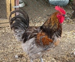 Jersey Giant Cross Cockerels Available - 2
