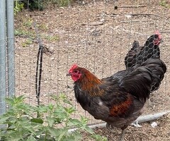 Jersey Giant Cross Cockerels Available - 3