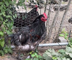 Jersey Giant Cross Cockerels Available - 4