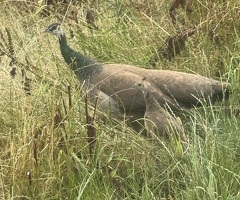 5 peachicks for sale, 8 weeks old