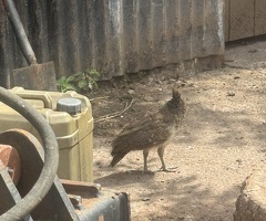 5 peachicks for sale, 8 weeks old - 2