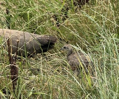 5 peachicks for sale, 8 weeks old - 3
