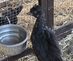 Trio Rare Shetland Poultry (Growers)