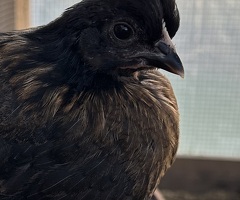 Trio Rare Shetland Poultry (Growers) - 2