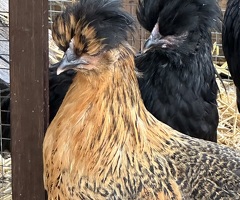 Trio Rare Shetland Poultry (Growers) - 3