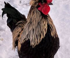 Trio Rare Shetland Poultry (Growers) - 4
