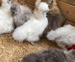 Silkie