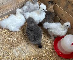 Silkie - 2
