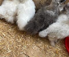 Silkie - 3