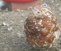 Millefleur pekin pullets,  various ages. APHA Reg Flock.