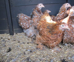 Millefleur pekin pullets,  various ages. APHA Reg Flock. - 2
