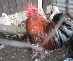 Millefleur pekin pullets,  various ages. APHA Reg Flock. - 3