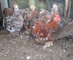 Millefleur pekin pullets,  various ages. APHA Reg Flock. - 4