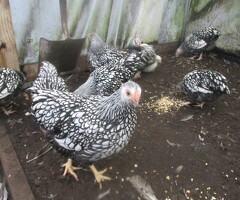 Silver Laced Wyandotte Bantam pullets APHA Registered.