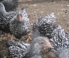 Silver Laced Wyandotte Bantam pullets APHA Registered. - 2