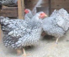Silver Laced Wyandotte Bantam pullets APHA Registered. - 3