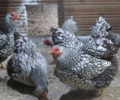 Silver Laced Wyandotte Bantam pullets APHA Registered. - 4