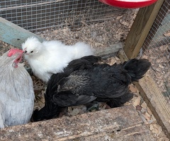 4 lavender pekin x Silkie bantam chicks