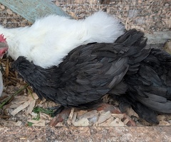4 lavender pekin x Silkie bantam chicks - 2
