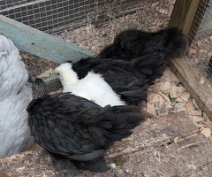 4 lavender pekin x Silkie bantam chicks - 3