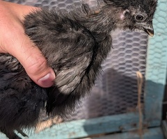 4 lavender pekin x Silkie bantam chicks - 4