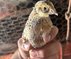 Mixed colour cotournix quail unsexed