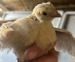 Mixed colour cotournix quail unsexed - 2
