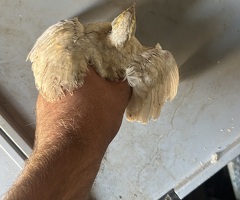 Mixed colour cotournix quail unsexed - 3