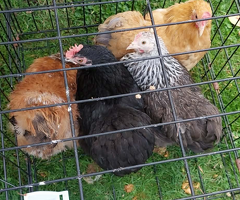 10, 10 week old pekin hens