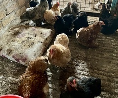10, 10 month old pekin hens