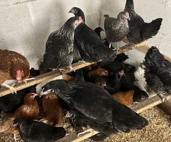 Pol hens for sale