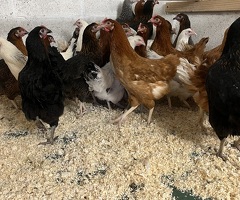 Pol hens for sale - 2