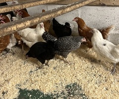 Pol hens for sale - 3