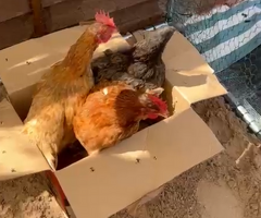 Chickens
