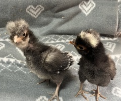 Polish bantam chicks