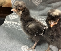 Polish bantam chicks - 2